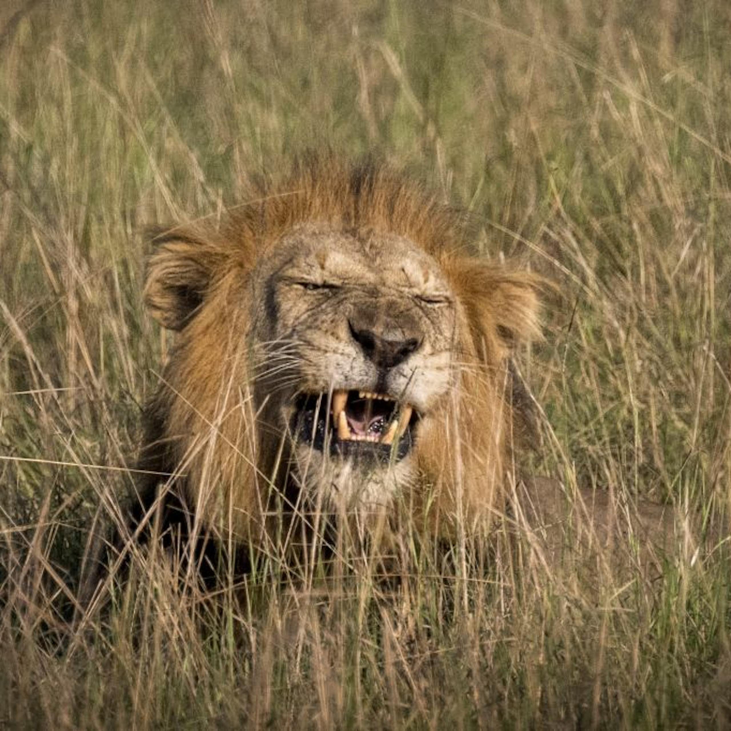 Head of a lion rising above long grass