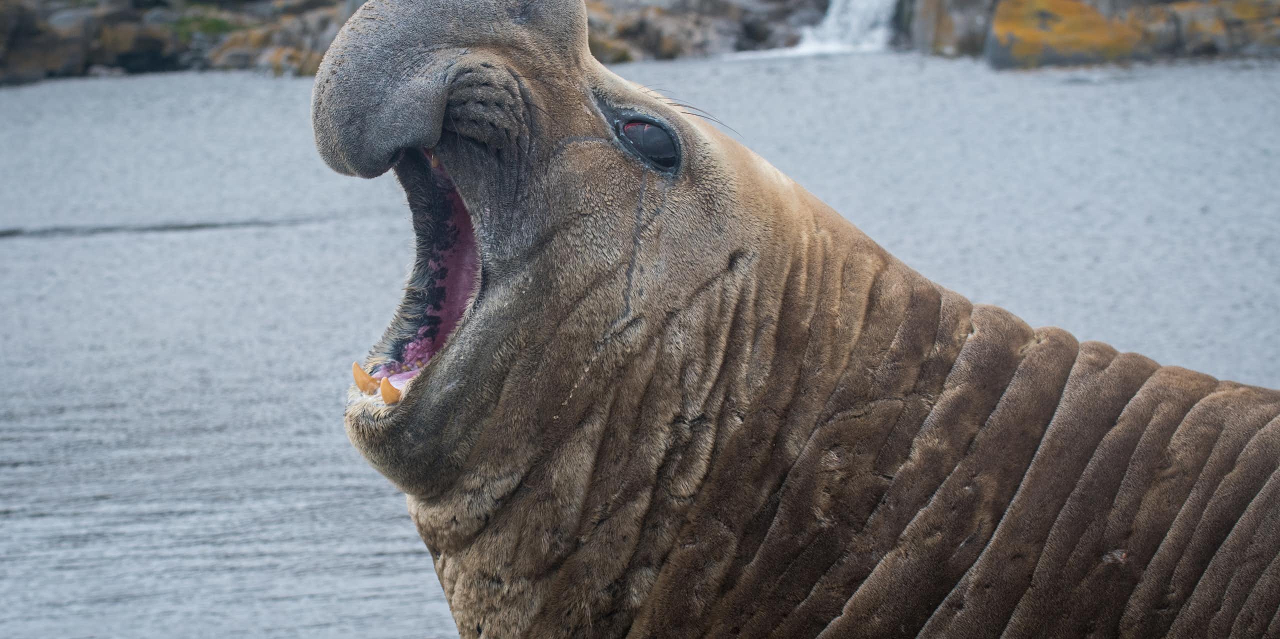 A male southern elephant seal on Kerguelen Islands