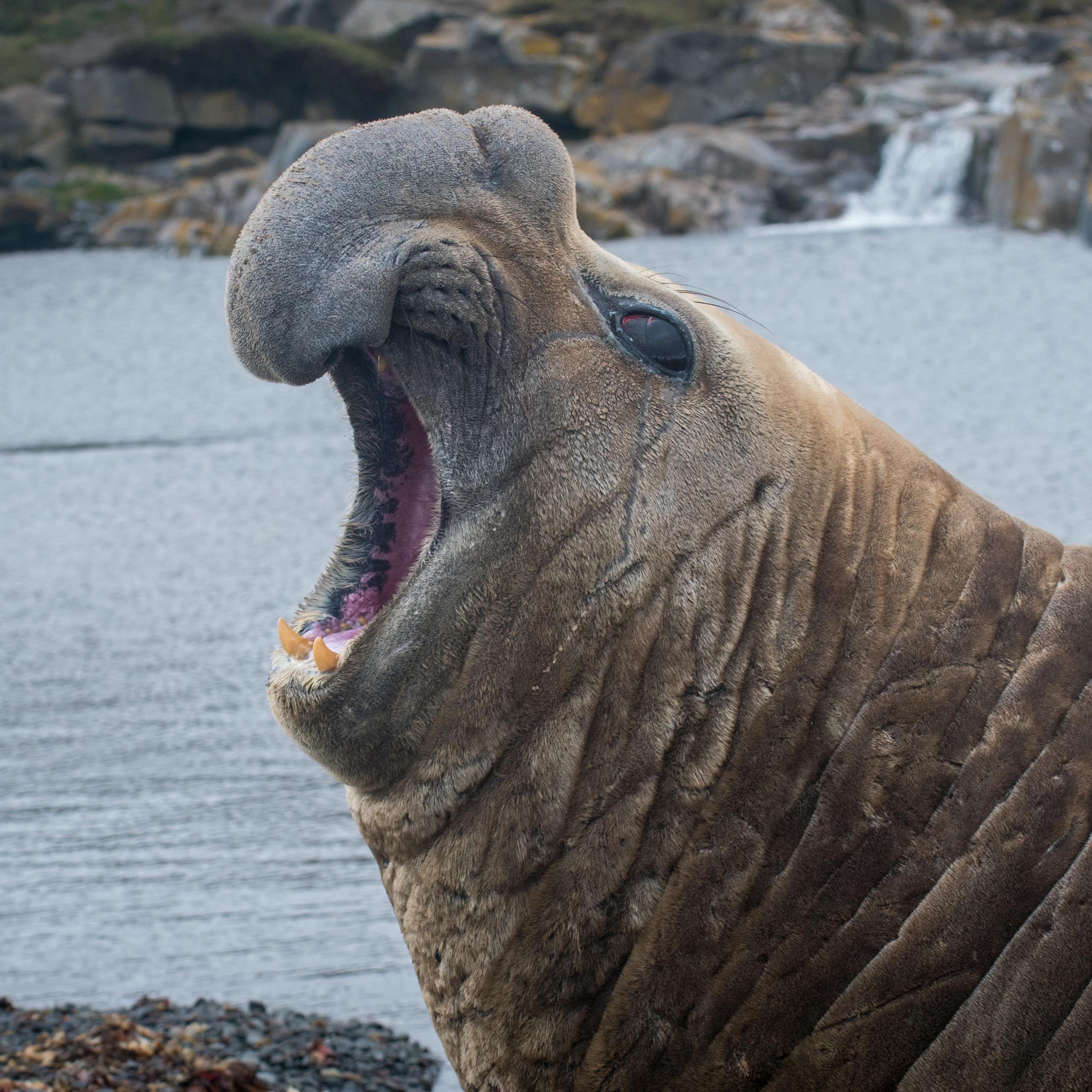 A male southern elephant seal on Kerguelen Islands