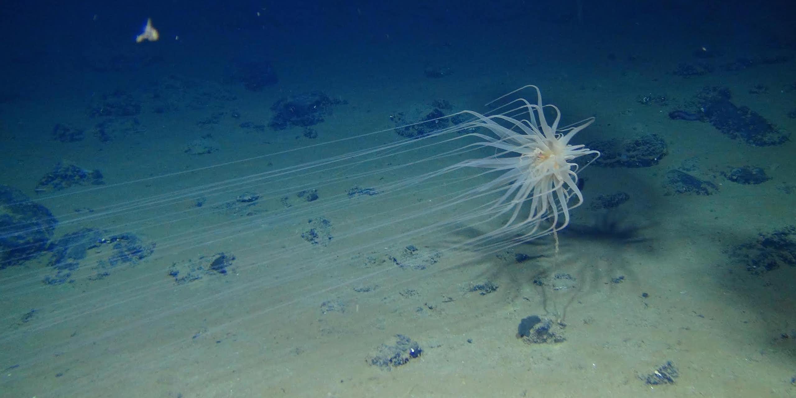 Um invertebrado aquático que se parece com uma estrela flutuante ou um girassol subaquático flutua sobre nódulos no fundo do mar.