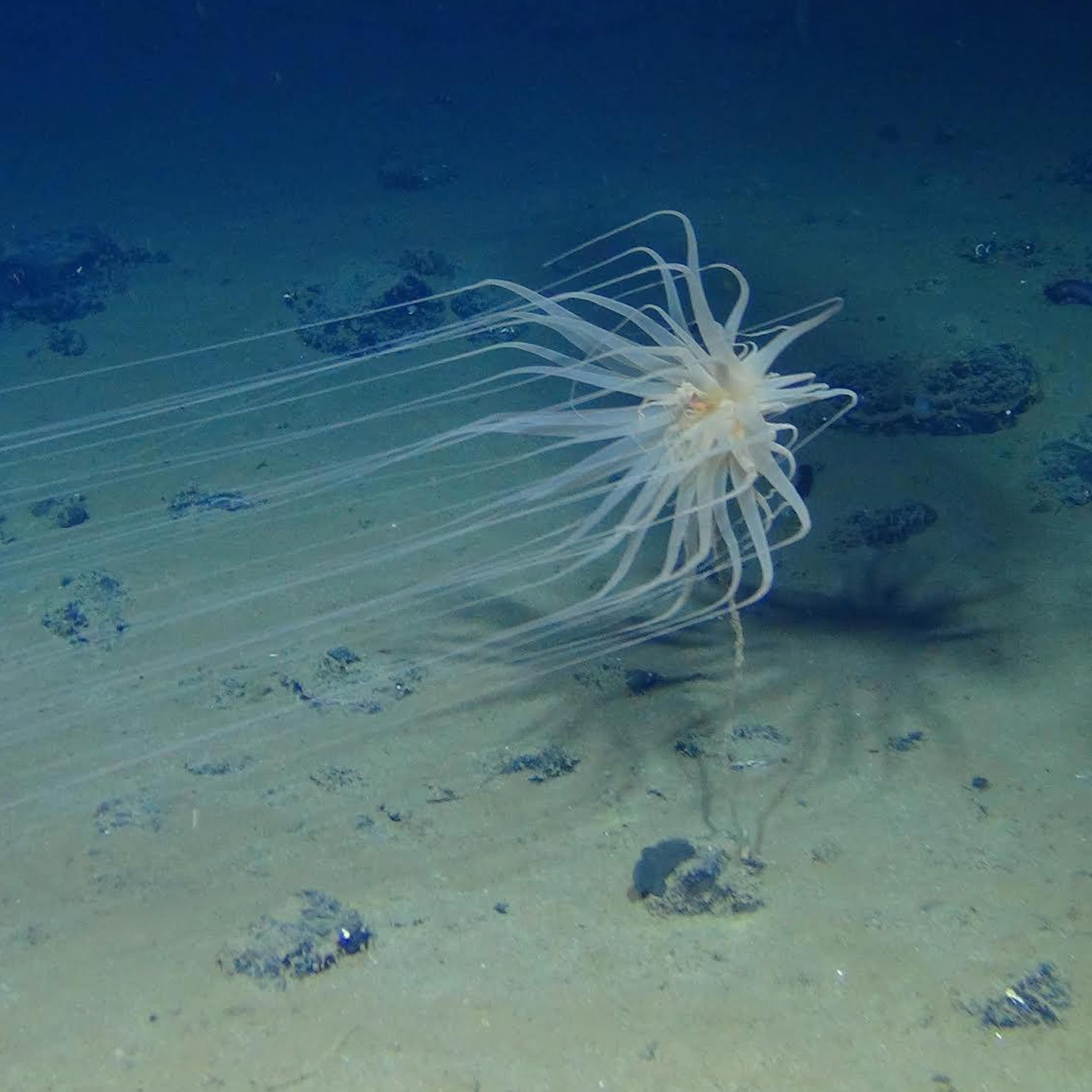 Um invertebrado aquático que se parece com uma estrela flutuante ou um girassol subaquático flutua sobre nódulos no fundo do mar.