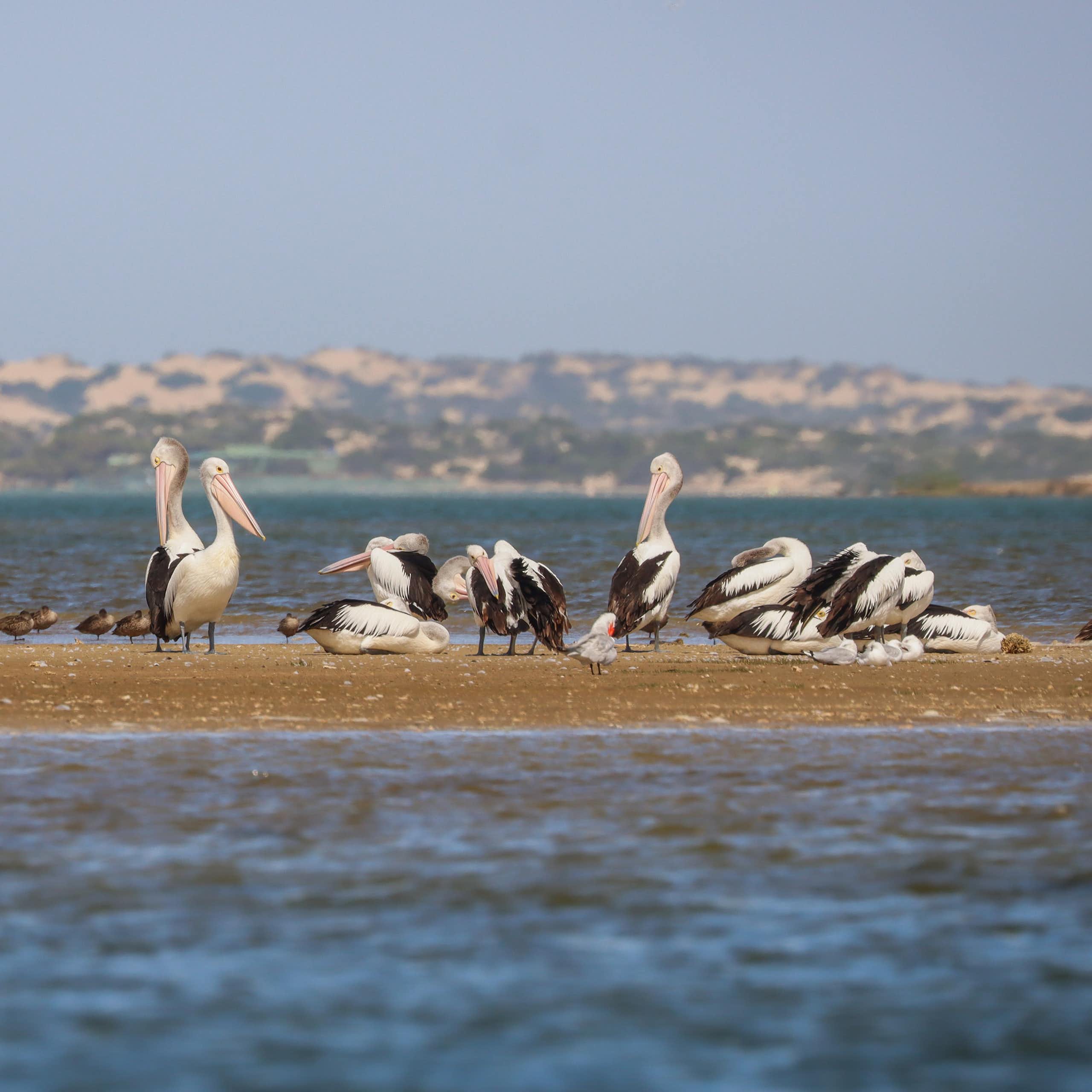 Diverse array of birds (Pelicans, cormorants, terns and others) resting on a sandbar in the Coorong Lagoon