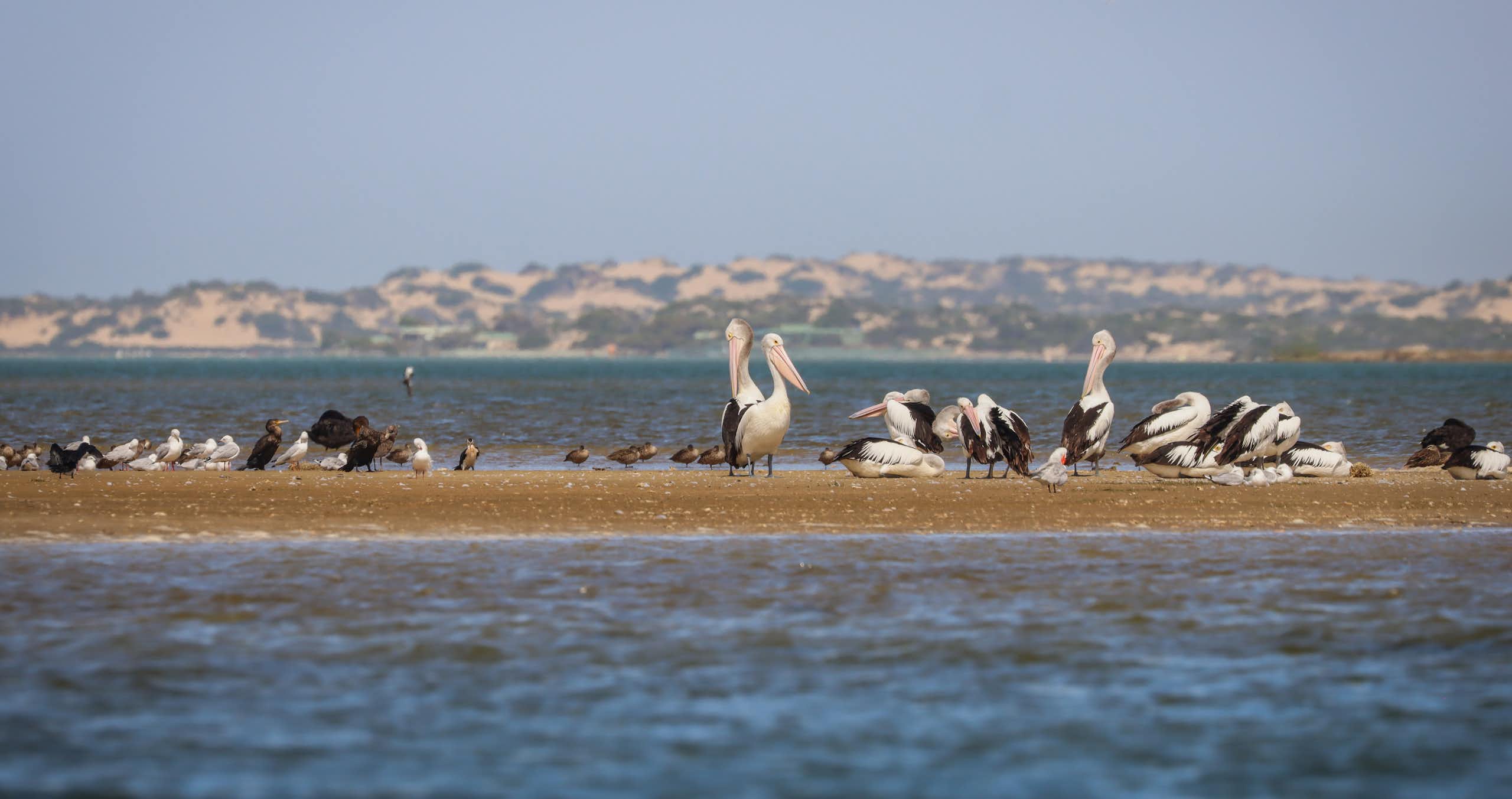 Diverse array of birds (Pelicans, cormorants, terns and others) resting on a sandbar in the Coorong Lagoon