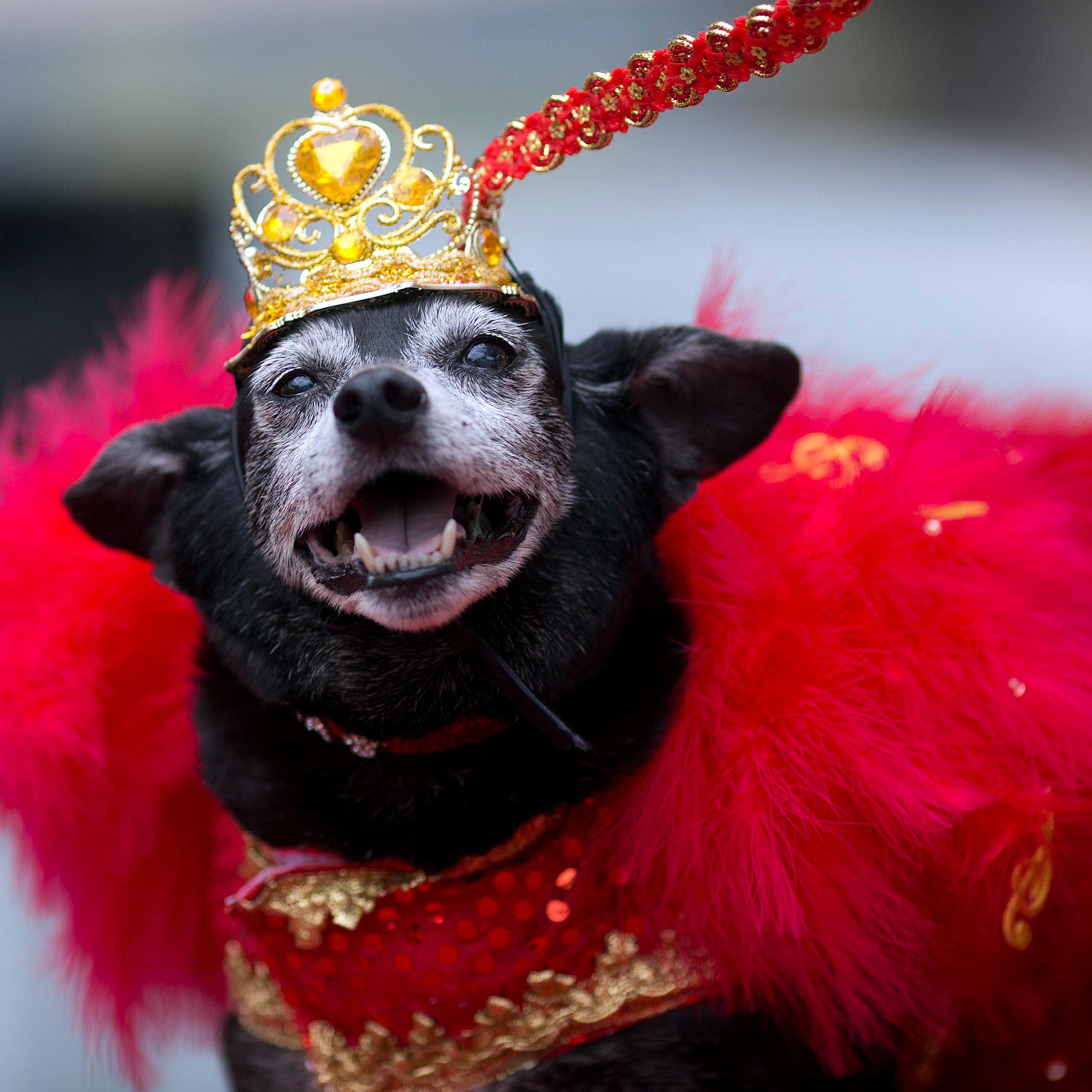 Como os nossos cães se conectam emocionalmente conosco e como melhorar essa sintonia com eles