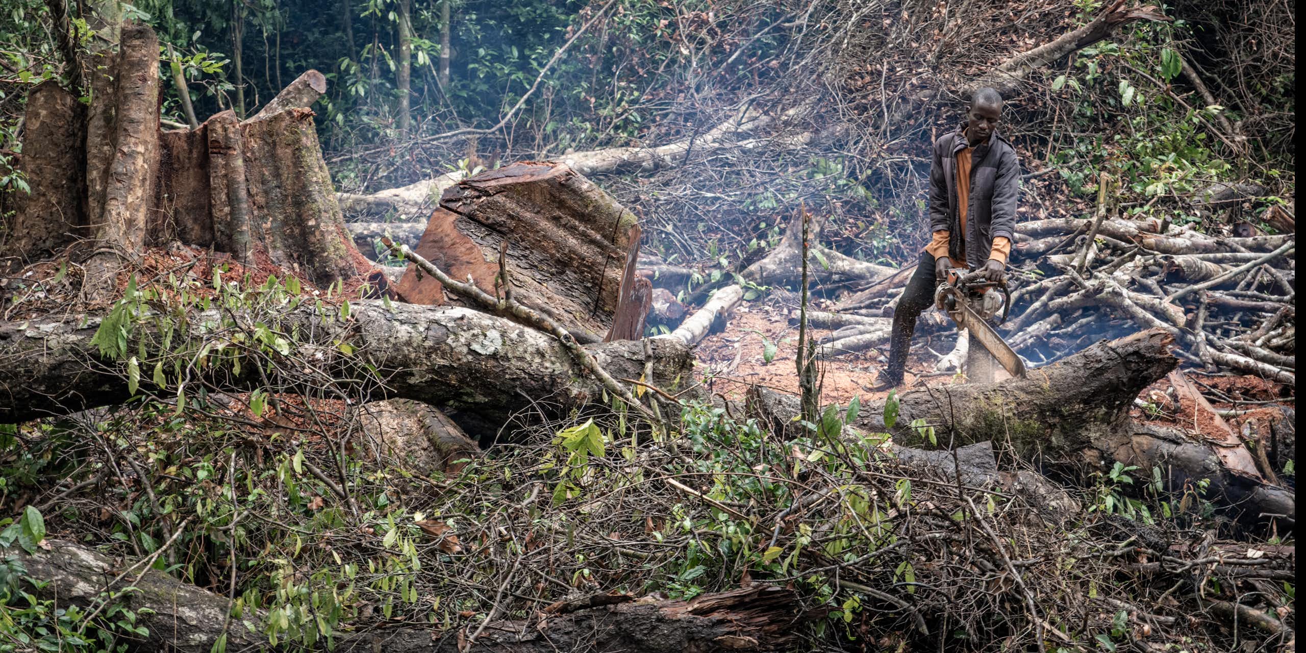 A person uses a chain saw to cut logs next to a massive tree stump.