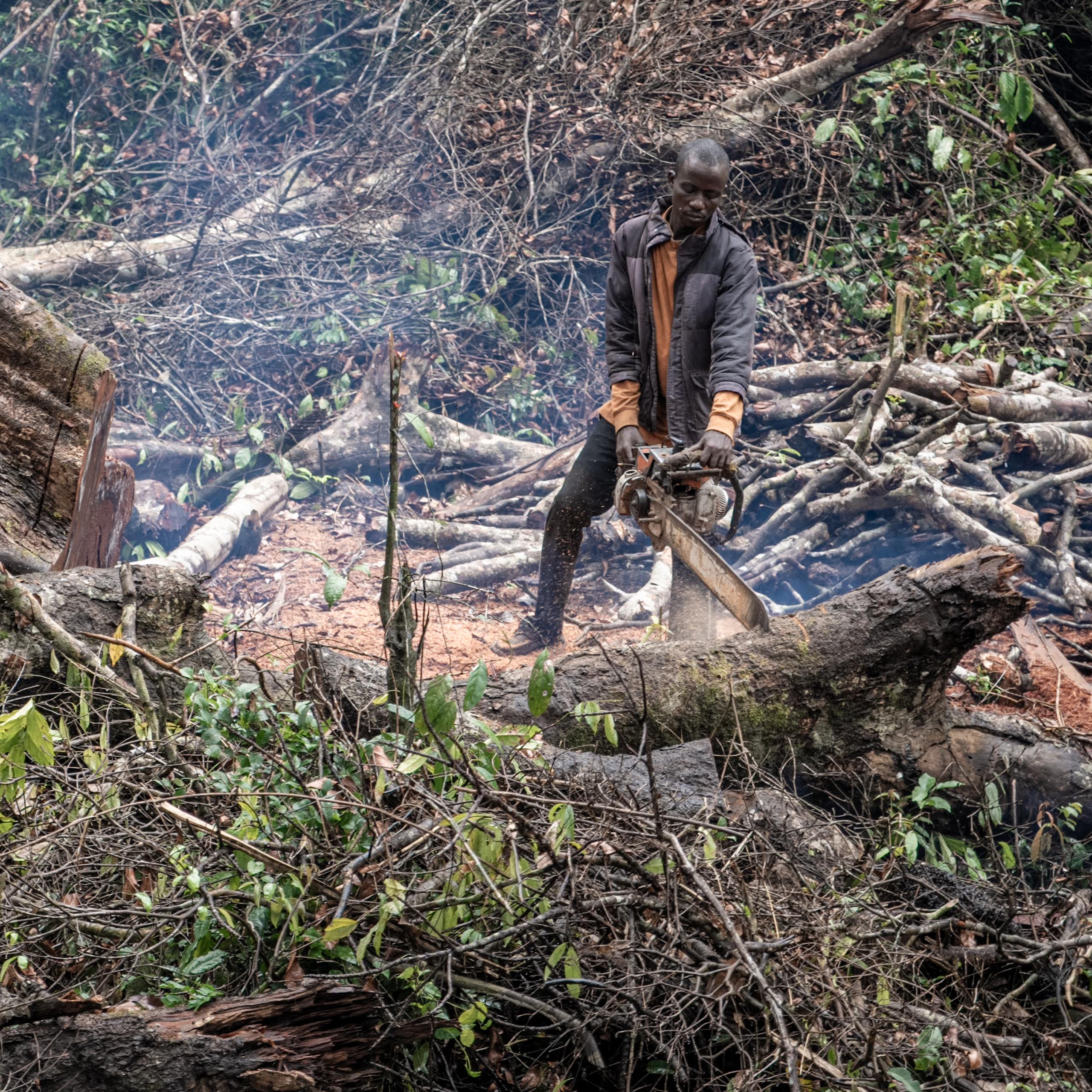 A person uses a chain saw to cut logs next to a massive tree stump.
