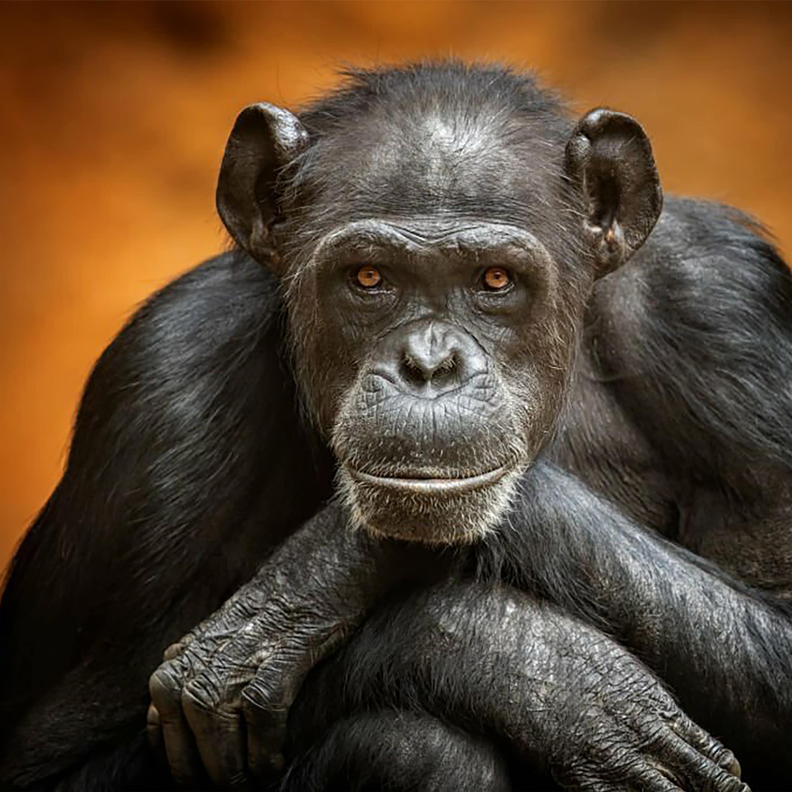 Chimpanzé olha para a câmera