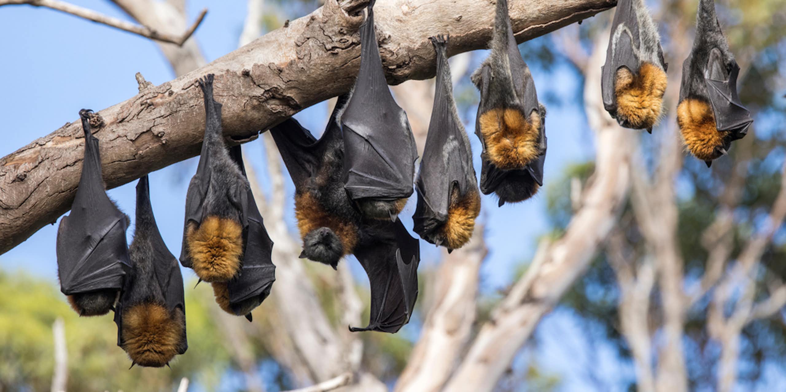 Australian bats roosting in tree