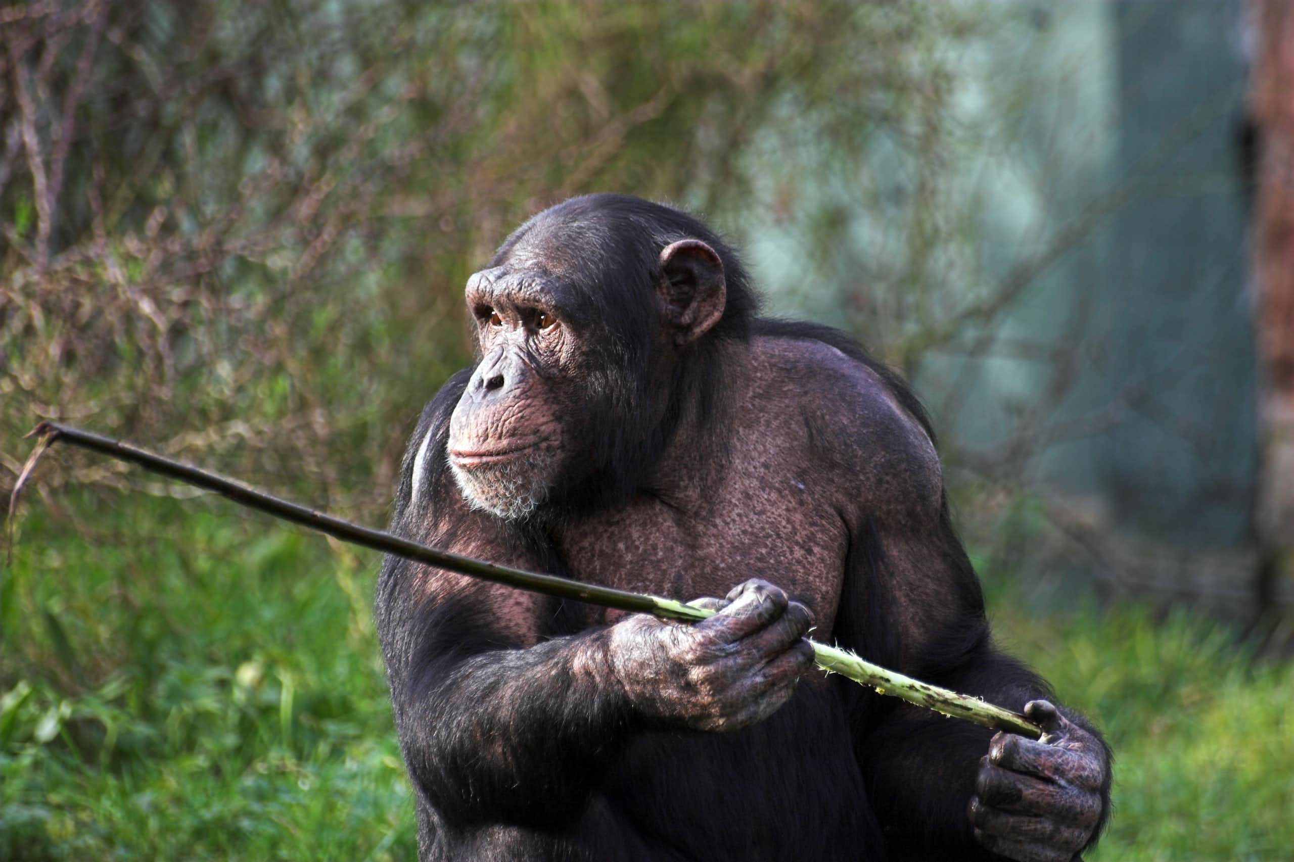 Chimpanzees hunting for honey are cleverer than we thought