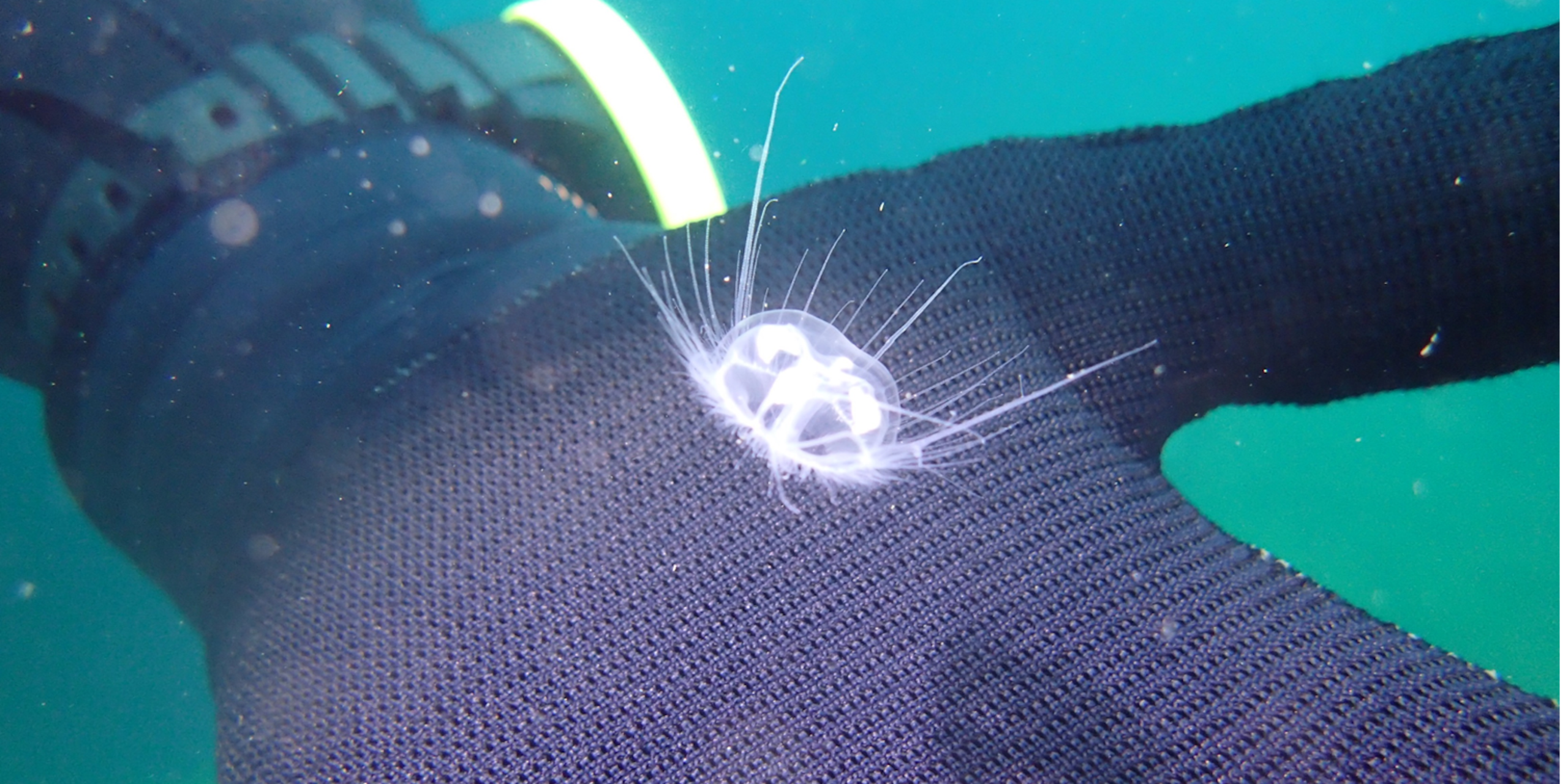 Vous avez vu une méduse près du quai ? Vous ne rêvez pas : elles sont de plus en plus nombreuses dans nos lacs