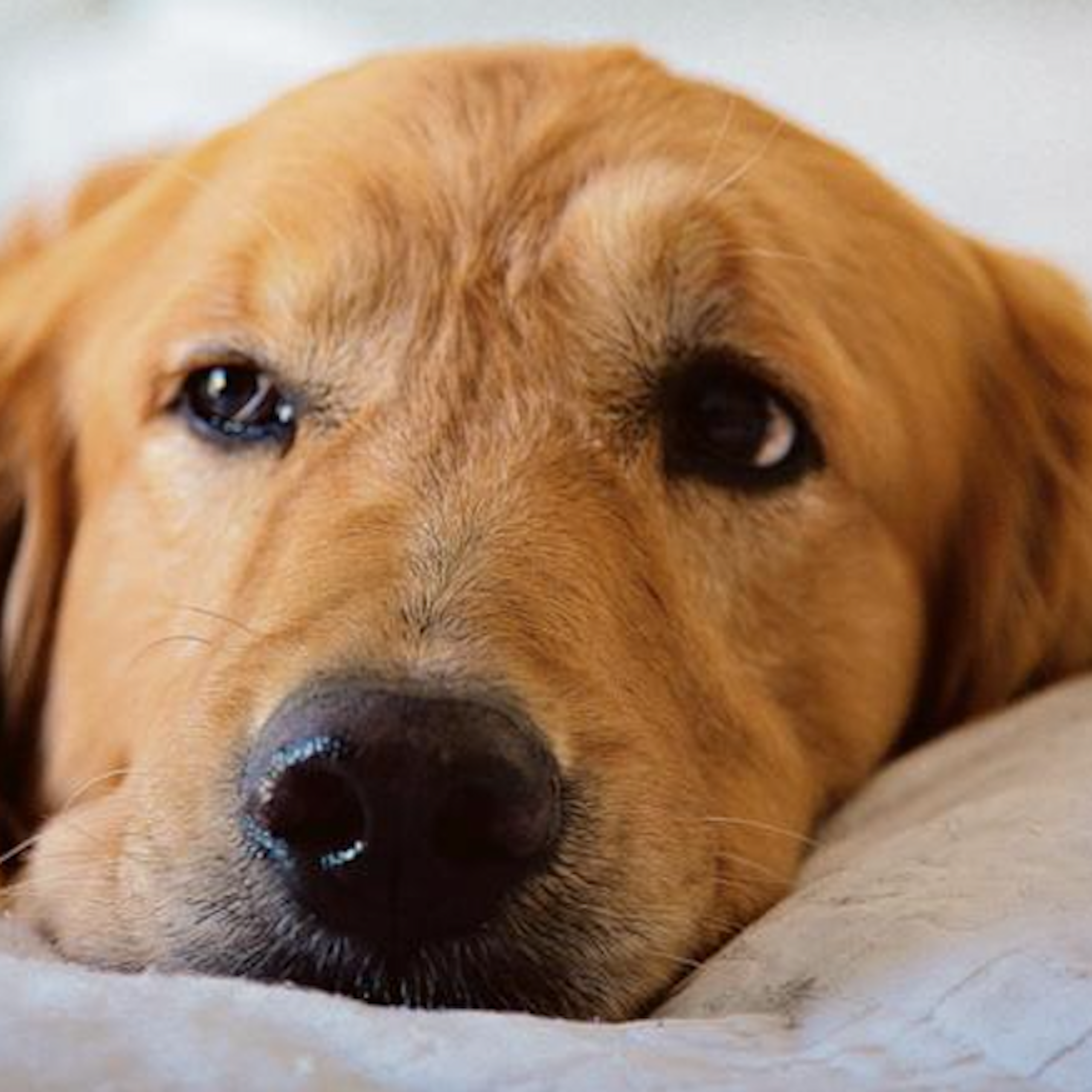 Influenciado pelos humanos, comportamento dos cachorros ao dormir dá pistas sobre o nosso próprio sono