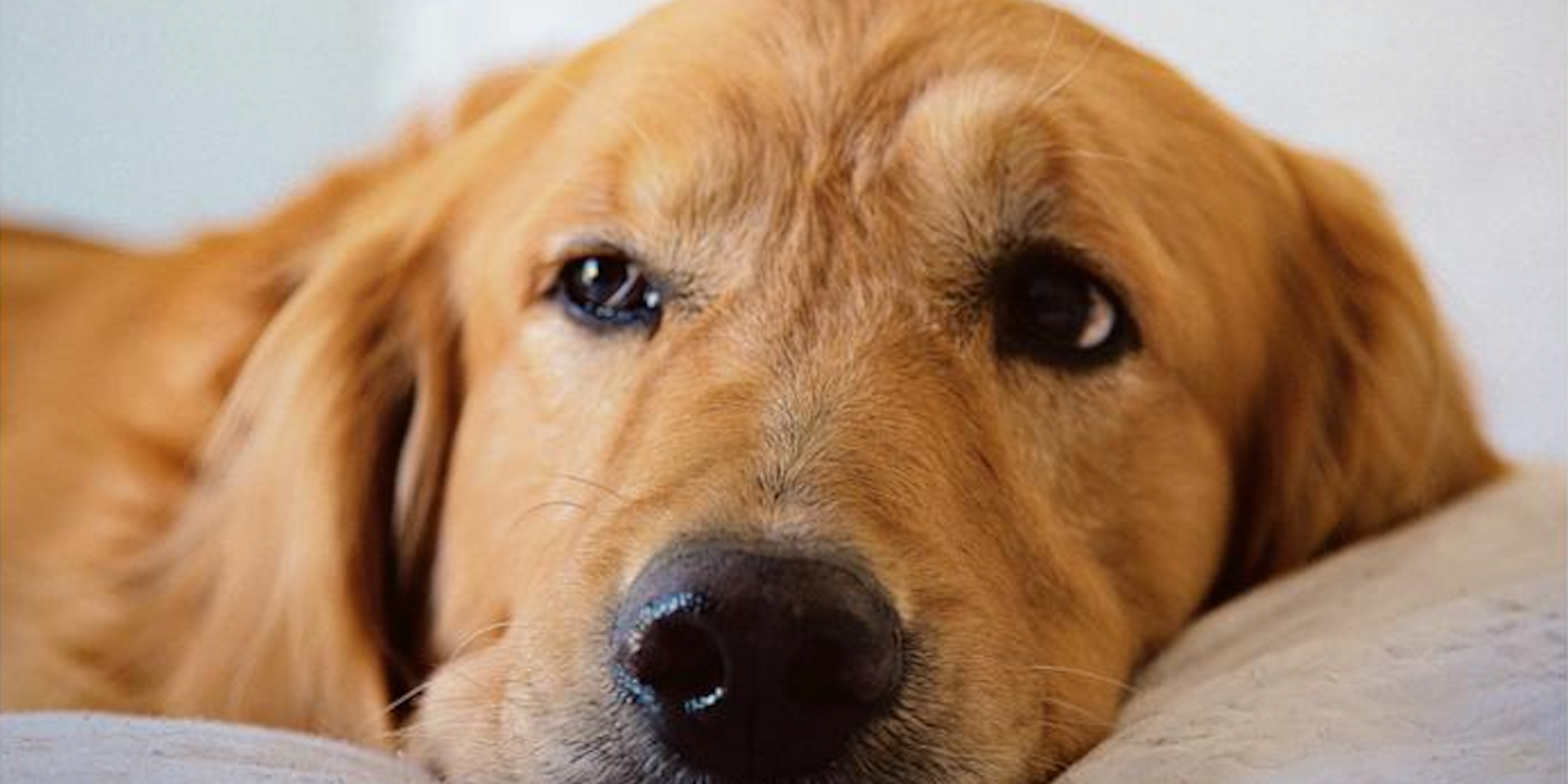 Influenciado pelos humanos, comportamento dos cachorros ao dormir dá pistas sobre o nosso próprio sono